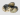 Ameijoa-Macha-Venerupis-Corrugata_Marisco_94_1.png
